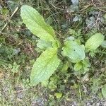 Scrophularia auriculata Leaf