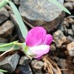 Lathyrus hirsutus Žiedas