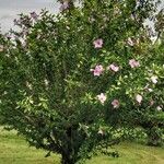 Hibiscus syriacus Habitat