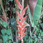 Heliconia vellerigera Flor