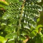 Polystichum luctuosum Leaf