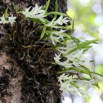 Dendrobium masarangense Кветка