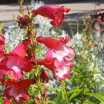 Penstemon hartwegii Blomma