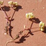 Radiola linoides Vivejo