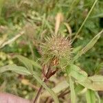 Trifolium lappaceum Плід