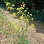 Peucedanum alsaticum Habit