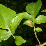 Solanum wendlandii 葉