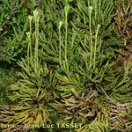 Lycopodium tristachyum Habitus