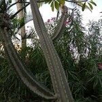 Cereus hexagonus 树皮