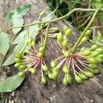 Guatteria dolichopoda Fruit