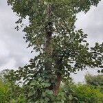 Butea monosperma Frunză