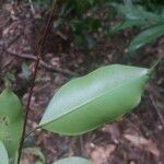Eugenia pseudopsidium 葉