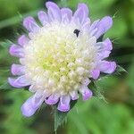 Knautia arvensis Λουλούδι