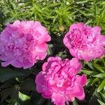 Paeonia lactifloraBloem