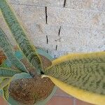 Dracaena hyacinthoides Lapas