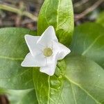 Vinca difformis Květ