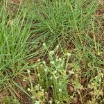 Filago pyramidata Habit