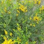 Genista tinctoria Buveinė