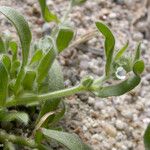 Plagiobothrys canescens Schors