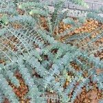 Eucalyptus pulverulenta Habitatea