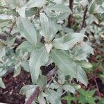 Elaeagnus commutata पत्ता