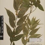 Sarcococca wallichii Otro
