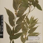 Sarcococca wallichii Altro