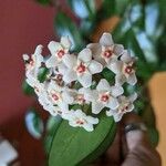 Hoya carnosaFlower