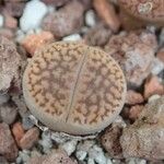 Lithops pseudotruncatellaЛіст