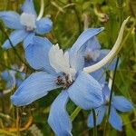 Delphinium leroyi 花