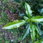Caldcluvia paniculata Leaf