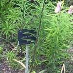 Lilium regale Yaprak