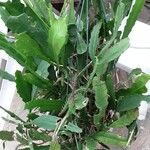Epiphyllum oxypetalum Yeri