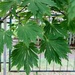 Acer japonicum Ліст