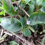 Hypoestes forskaolii Leaf