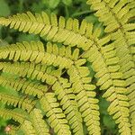 Dryopteris erythrosora 葉