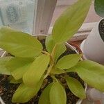 Philodendron hederaceum  var kirkbridei葉