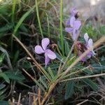 Viola arborescens Virág