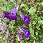 Maurandya barclayana Flor
