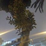 Ficus elastica Plante entière
