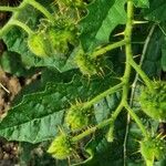 Solanum triflorum Fruit