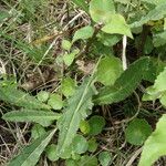 Cirsium dissectum Foglia