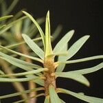 Euphorbia balsamifera Φύλλο