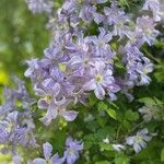 Clematis viticellaЦвят