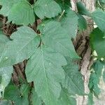 Toxicodendron radicans Ліст