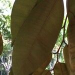 Chrysophyllum cainito Hoja
