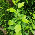 Hibiscus syriacusLeht