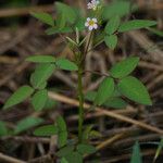 Oxalis barrelieri Habit