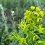 Euphorbia lucida ফুল