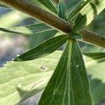 Eupatorium altissimum Kéreg